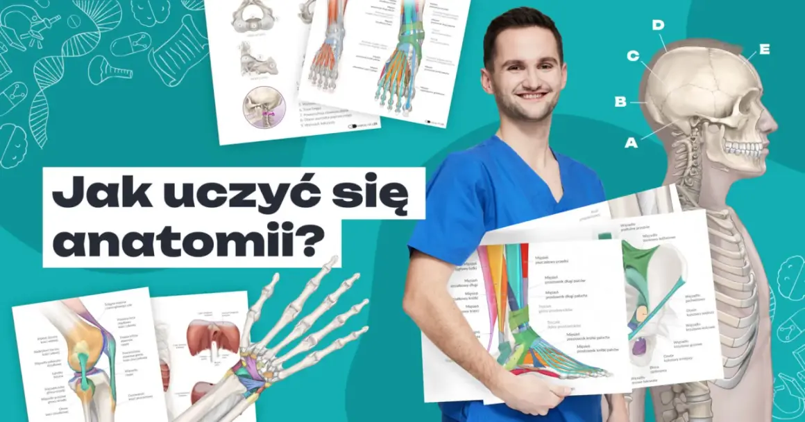 Mężczyzna w kitlu trzyma plansze z anatomia człowieka, kości i mięśni.