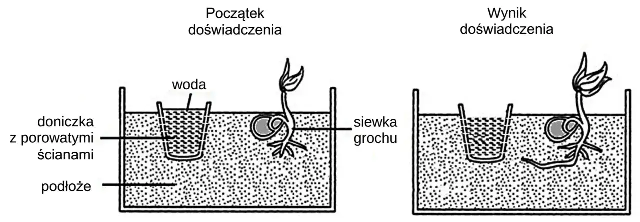 Schemat doświadczenia biologicznego próba badawcza kontrolna