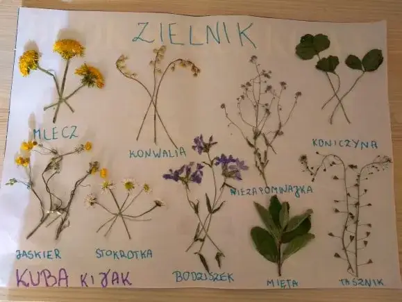 różne rośliny do zielnika szkolnego kolaż