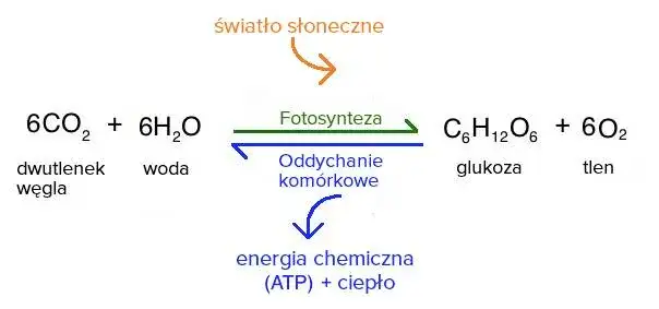 Schemat fotosyntezy i oddychania komórkowego